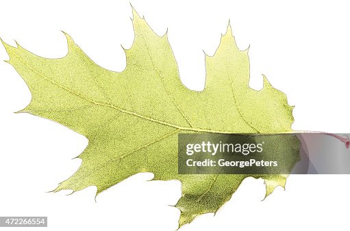 Oak leaf Oak leaf