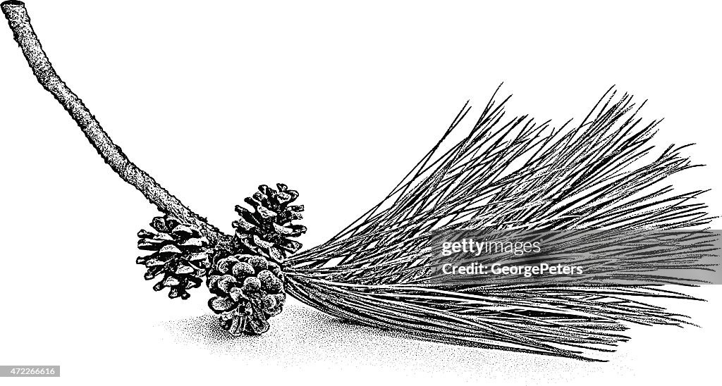 Pine Bough and Cones