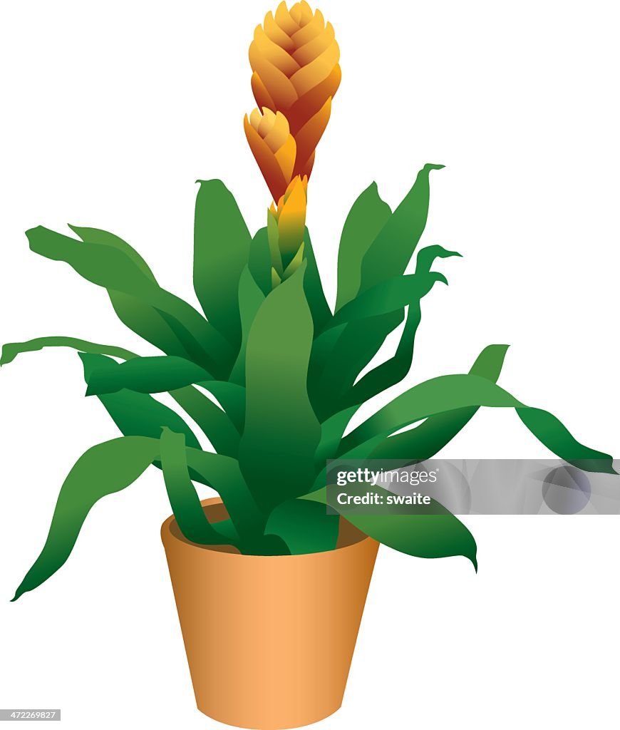 Bromeliengewächs 2 tropischen