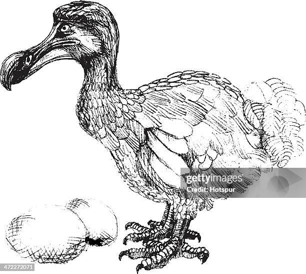 dodo bird drawing with egg - extinction stock illustrations