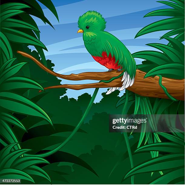 quetzal in rainforest - quetzal stock illustrations