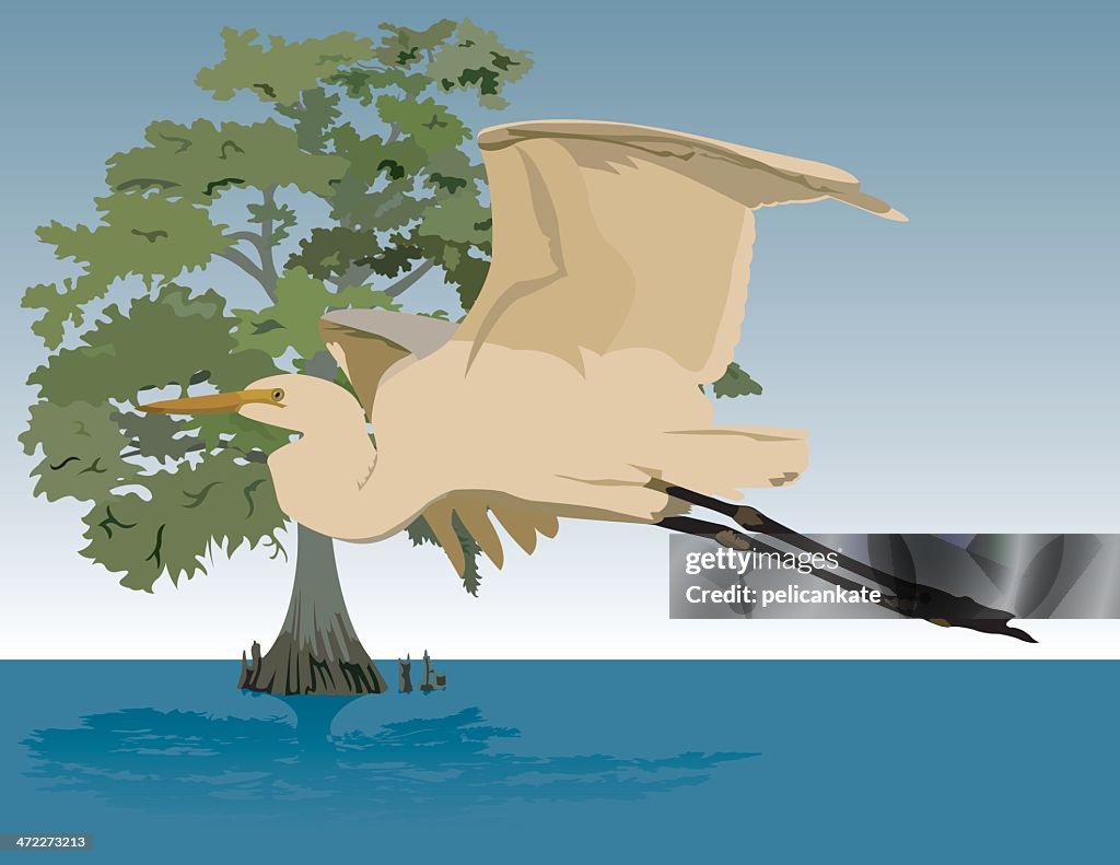 Egret and Cypress