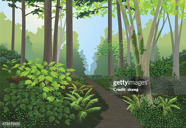 forest landscape - canopy walkway stock illustrations