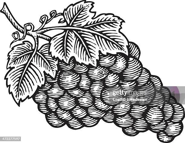ilustraciones, imágenes clip art, dibujos animados e iconos de stock de uvas wooduct medio - grabado en madera