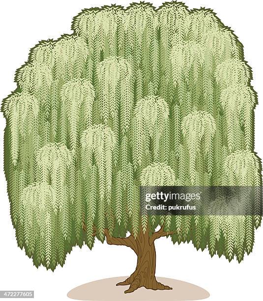 willow tree - willow tree white background stock illustrations