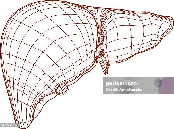 liver drawing - animal liver stock illustrations