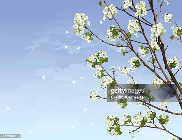 白桜の - 桜の樹点のイラスト素材／クリップアート素材／マンガ素材／アイコン素材