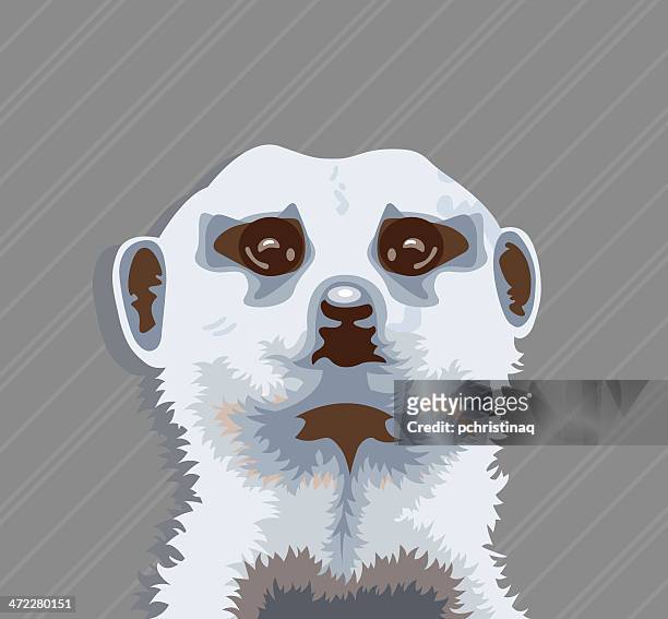 stockillustraties, clipart, cartoons en iconen met meerkat - meerkat