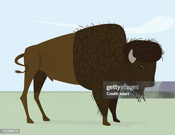bison - bison stock illustrations