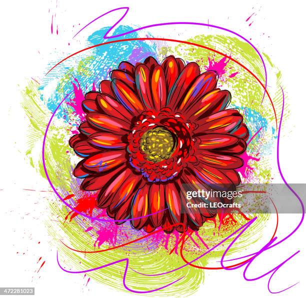 beautiful gerbera flower - gerbera daisy stock illustrations