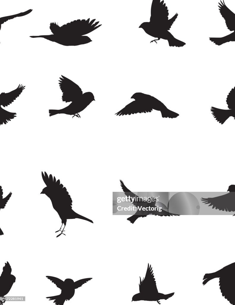 Sparrows Silhouette