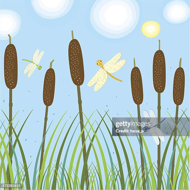 Sedge Icon 41 Sedge High Res Vector Graphics - Getty Images