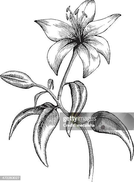 lilly - lilien stock-grafiken, -clipart, -cartoons und -symbole