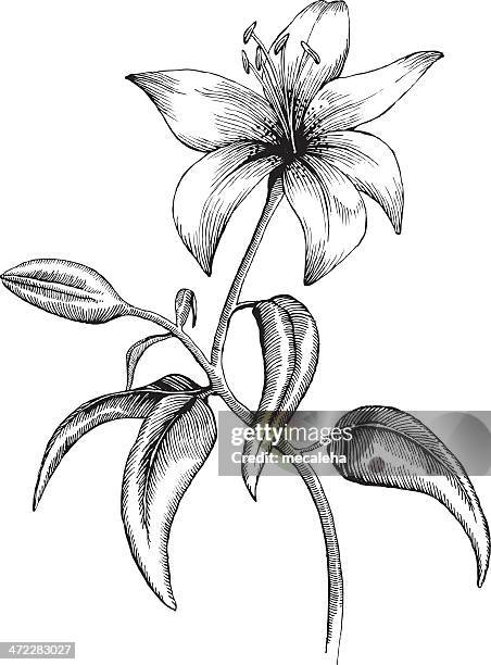 illustrazioni stock, clip art, cartoni animati e icone di tendenza di lilly - lily