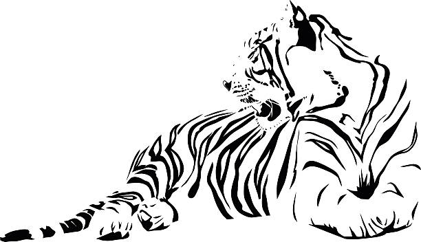white tiger - zoo art stock illustrations