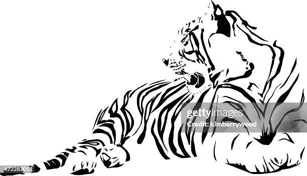 white tiger - black and white cat stock illustrations