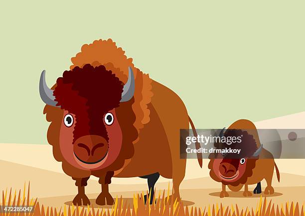 bison - american bison stock illustrations