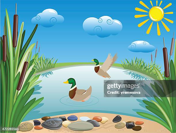 pond - pool background stock illustrations