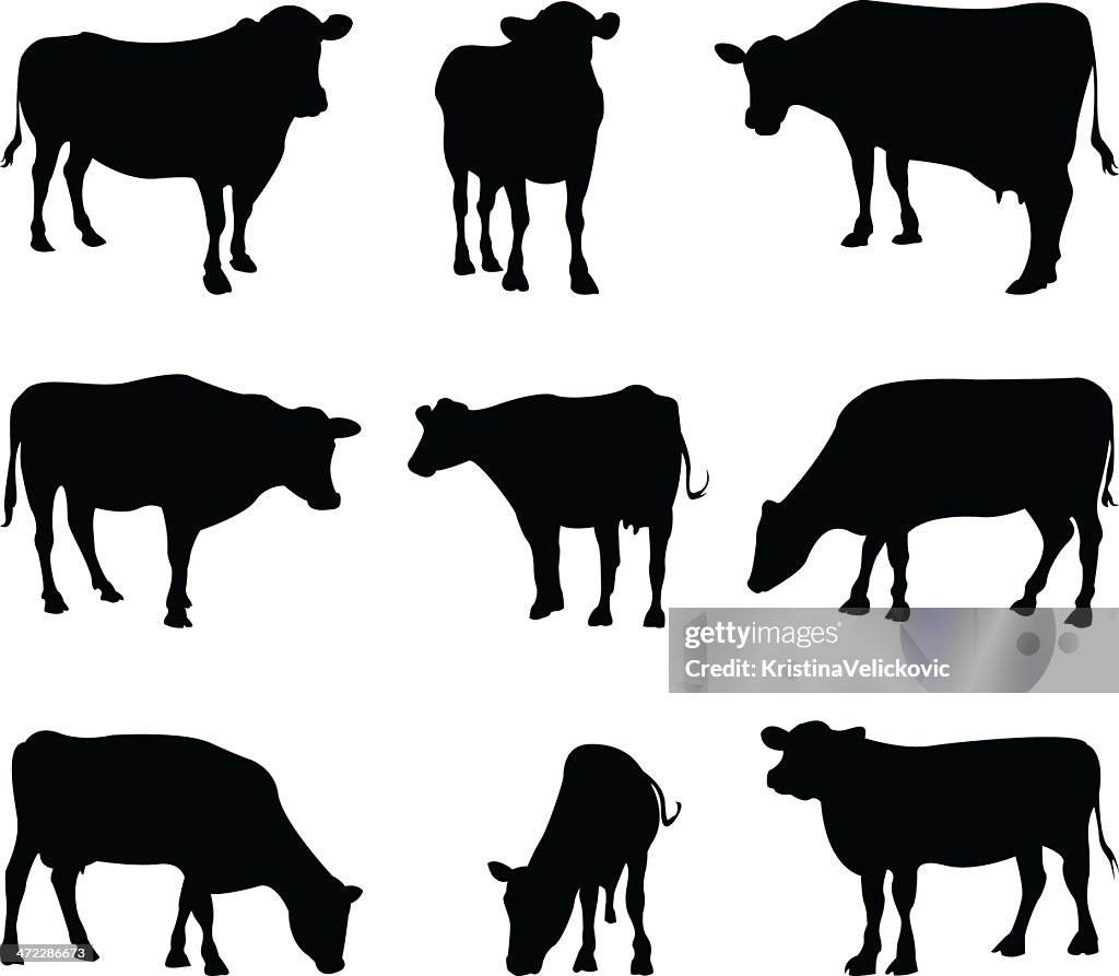 Cows silhouette