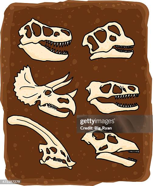 ilustrações, clipart, desenhos animados e ícones de crânios de dinossauros - velociraptor