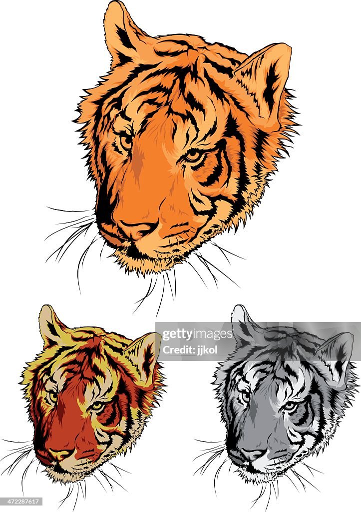 Tiger Head