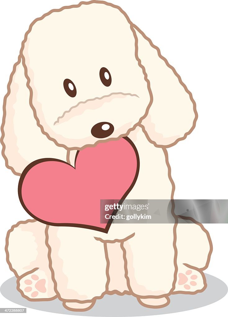 Caniche de juguete con forma de corazón en la boca
