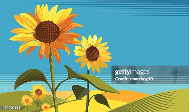 stockillustraties, clipart, cartoons en iconen met sunflowers - zonnebloemen