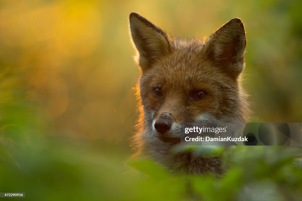 Red fox