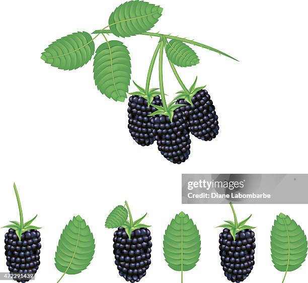 marionberries - blackberries - blackberry fruit vector stock illustrations