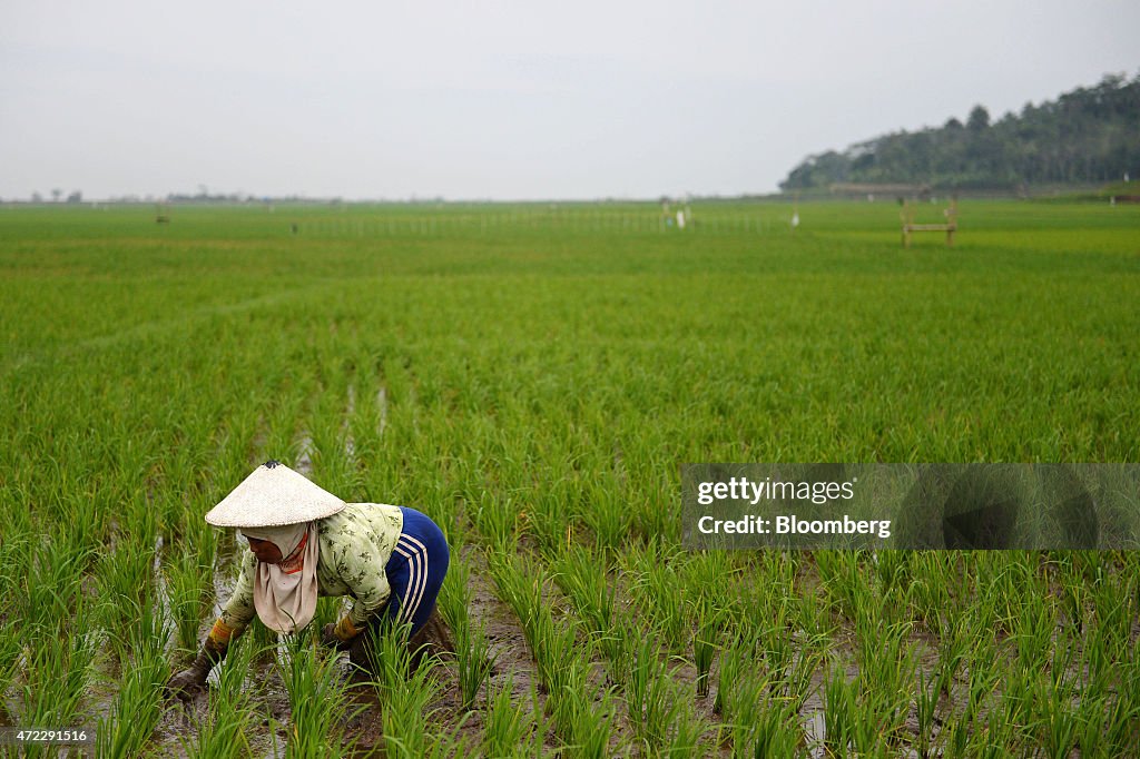 How Not to Build a Power Plant: a Cautionary Tale From Indonesia