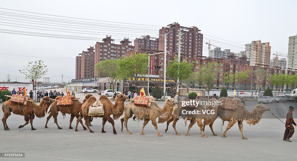 136 Camels Revisit Silk Road