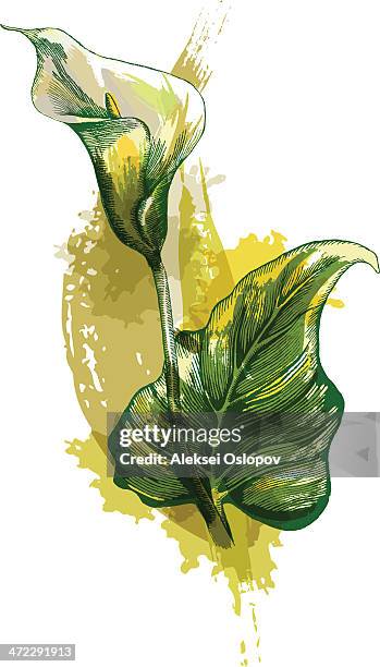 illustrazioni stock, clip art, cartoni animati e icone di tendenza di calla lilly  - calla lily