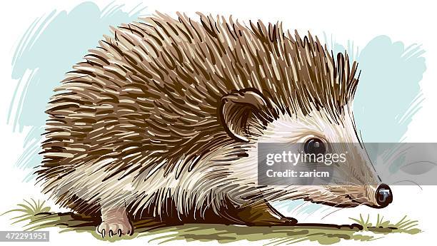 hedgehog - hedgehog stock illustrations