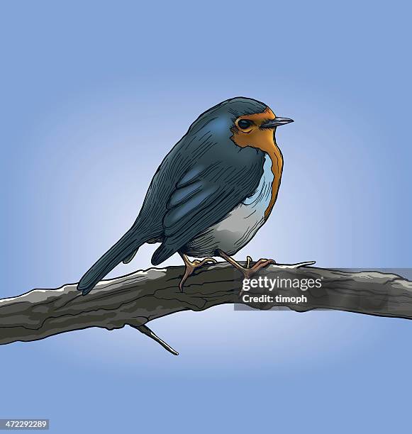 robin on branch - robin stock illustrations