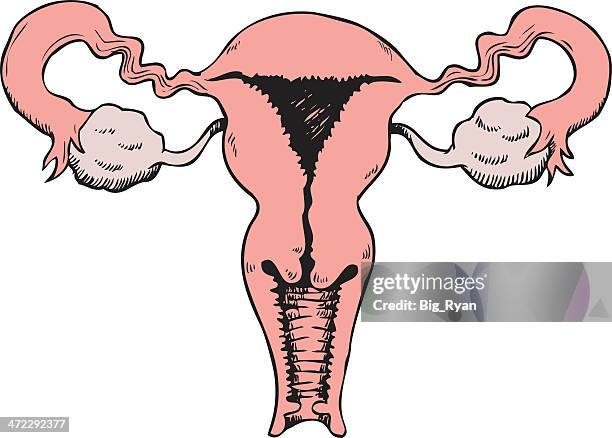 sketched uterus - cervix stock illustrations