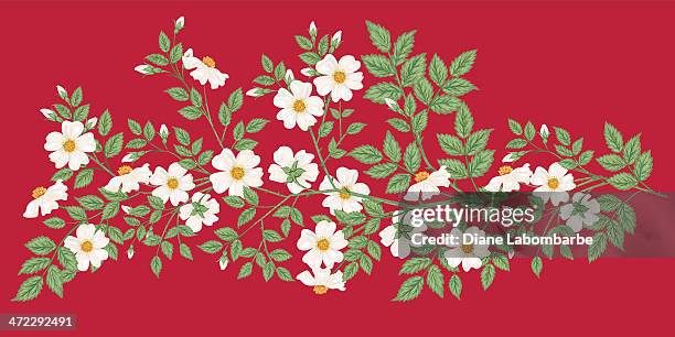 ilustraciones, imágenes clip art, dibujos animados e iconos de stock de wild blanco de rosas sobre fondo rojo - rosa mosqueta