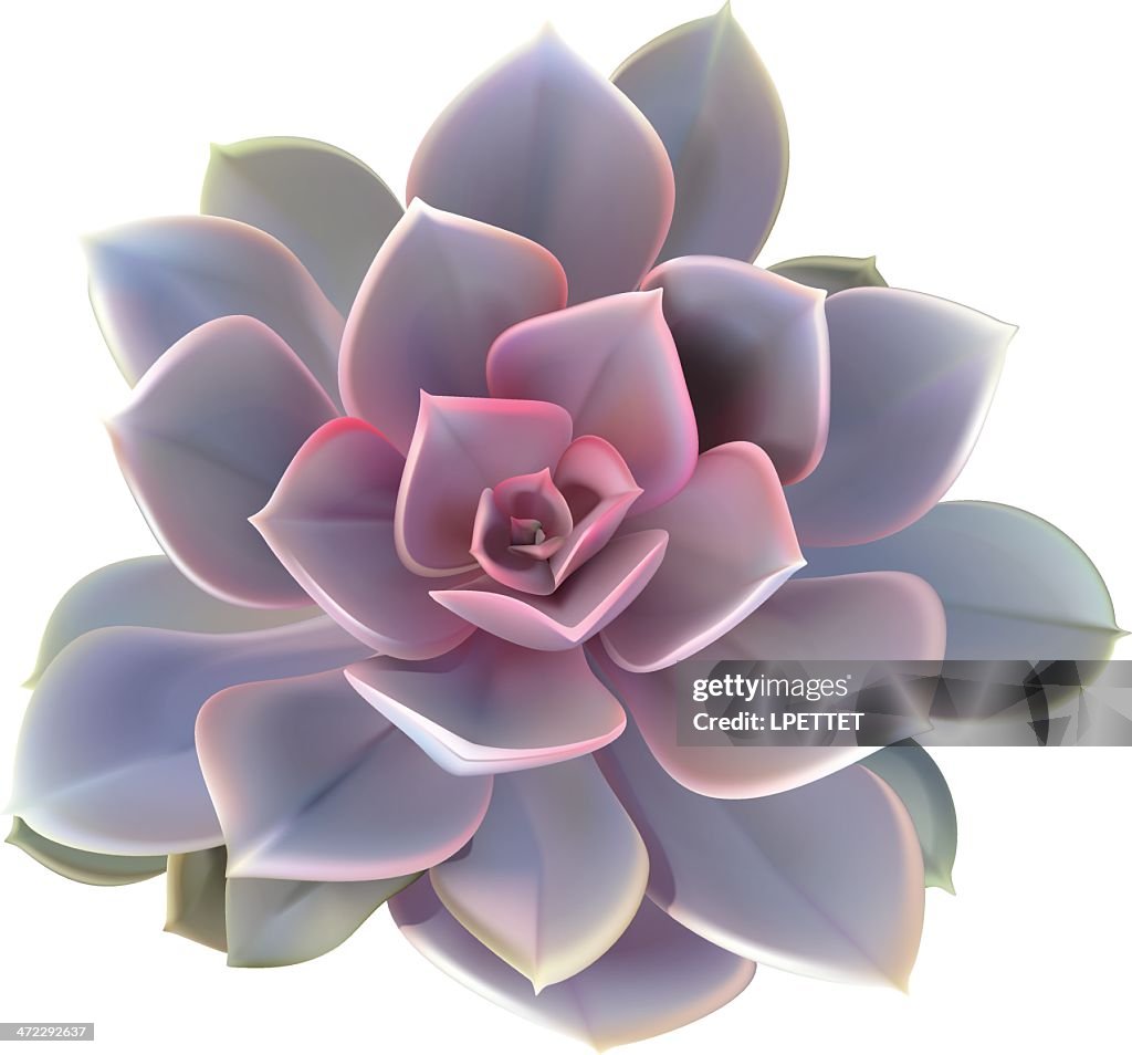 Cactus planta carnosa-Ilustración vectorial