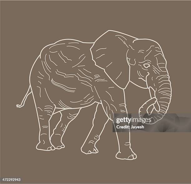 stockillustraties, clipart, cartoons en iconen met elephant - animal trunk