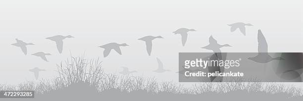 flying ducks in the fog - duck bird stock illustrations