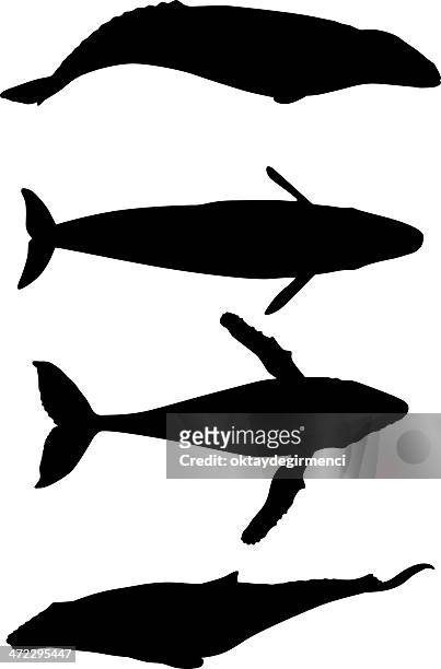 stockillustraties, clipart, cartoons en iconen met whale - walvis
