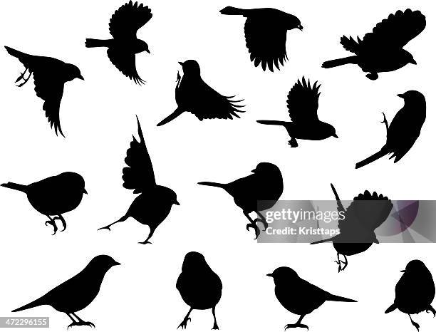 stockillustraties, clipart, cartoons en iconen met silhouettes – birds - zangvogels