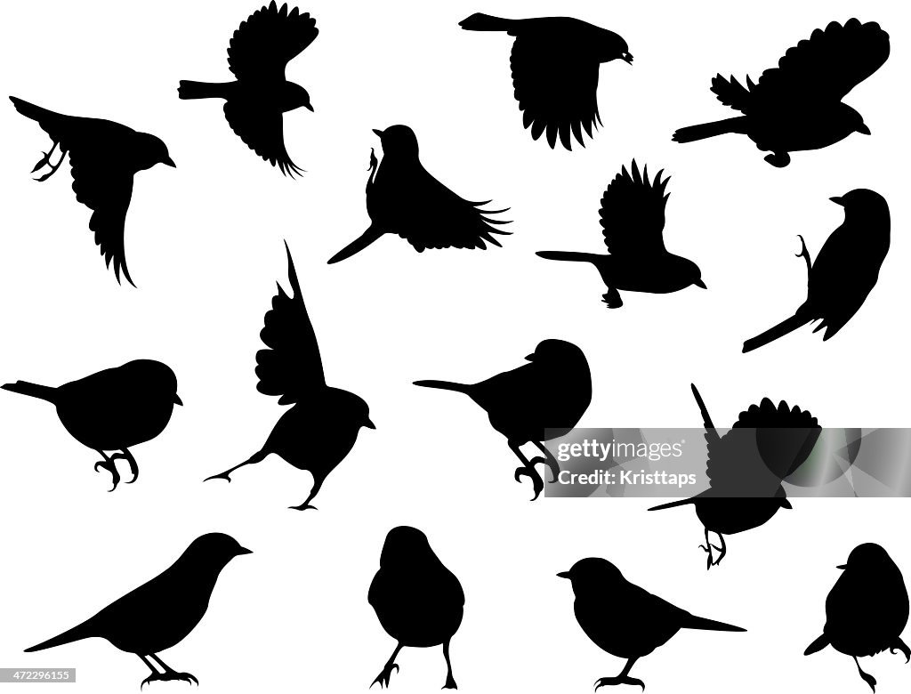 Silhouettes – Birds