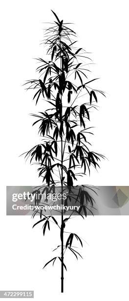 stalk bamboo - bamboo forrest in japan stock illustrations