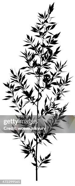 plant vector - bamboo forrest in japan stock illustrations