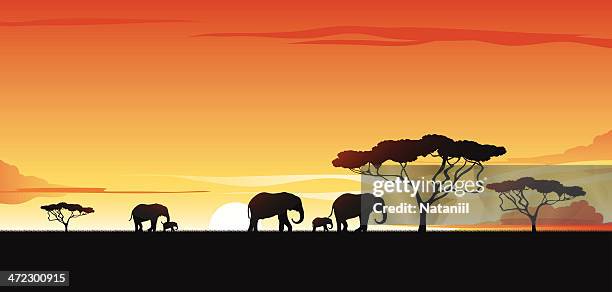 vector silhouette of elephants and trees on a savannah - african elephants sunset stock illustrations