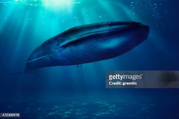 blue whale, sea, animal - whales stockfoto's en -beelden