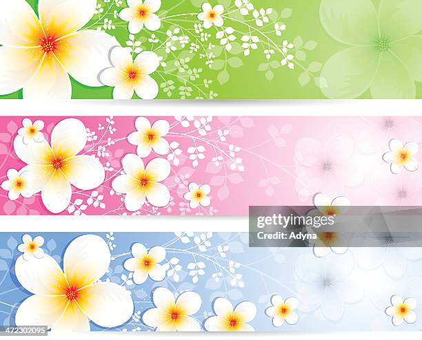 stockillustraties, clipart, cartoons en iconen met jasmine banner - jasmine flower