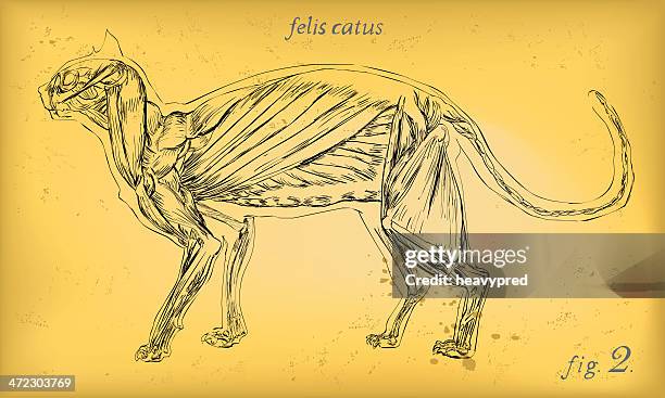 cat muscles - muscle anatomy stock illustrations