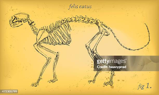 illustrations, cliparts, dessins animés et icônes de squelette de chat - vertebras