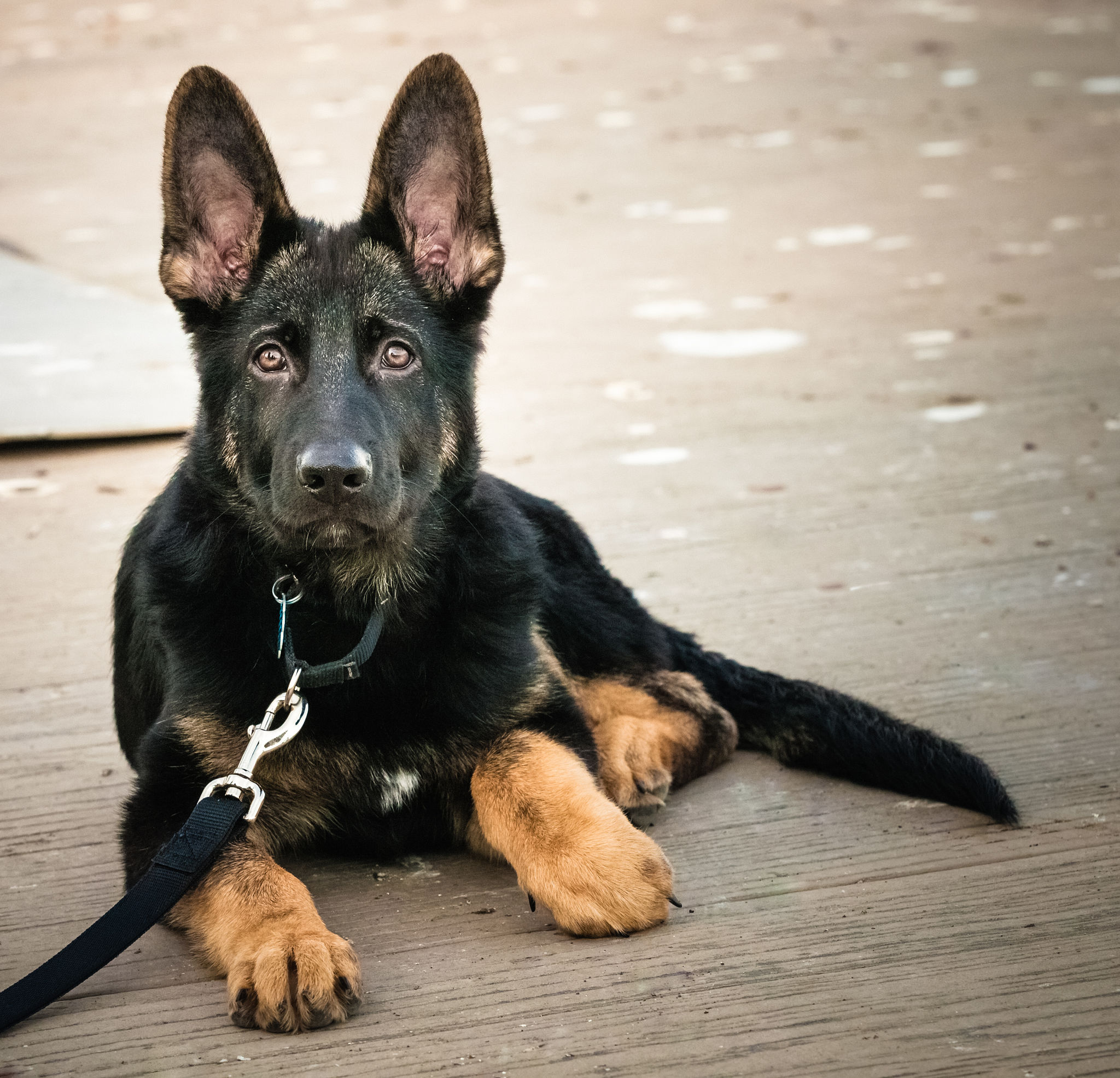 German Shepherd puppy dog lying down looking at camera German Shepherd puppy dog lying down looking at camera